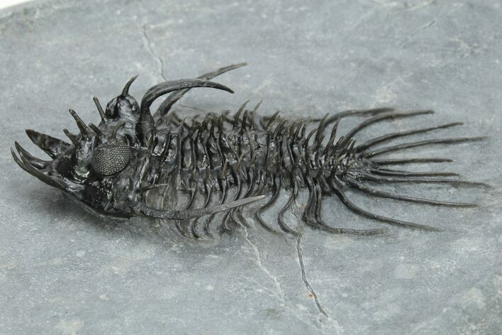 Spiny Quadrops Trilobite - Ofaten, Morocco #206621